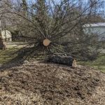 Tree Removal