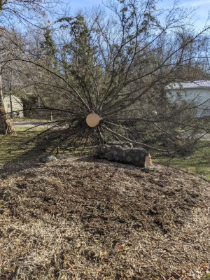Tree Removal in Northfield, Minnesota