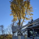 Tree Trimming