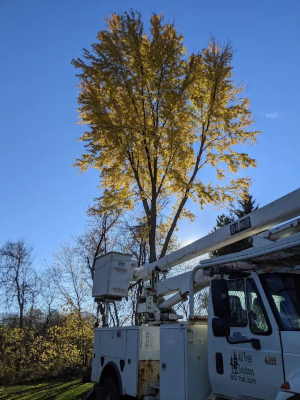 Tree Trimming in Northfield, Minnesota