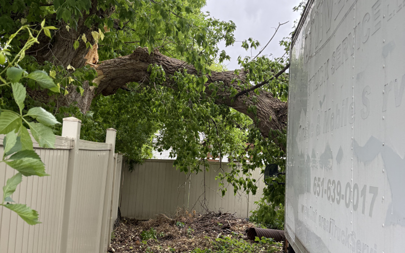 Commercial Tree Services
