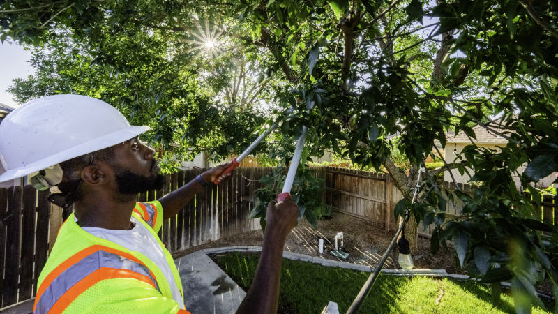 Tree Pruning in Northfield, Minnesota