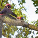 Tree Branch Removal