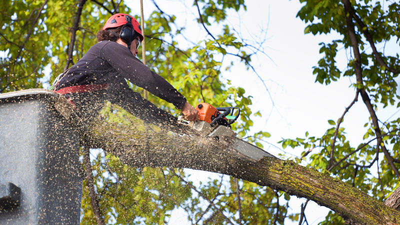 Tree Branch Removal in Northfield, Minnesota