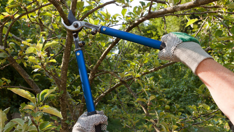 Arborist Services in Northfield, Minnesota